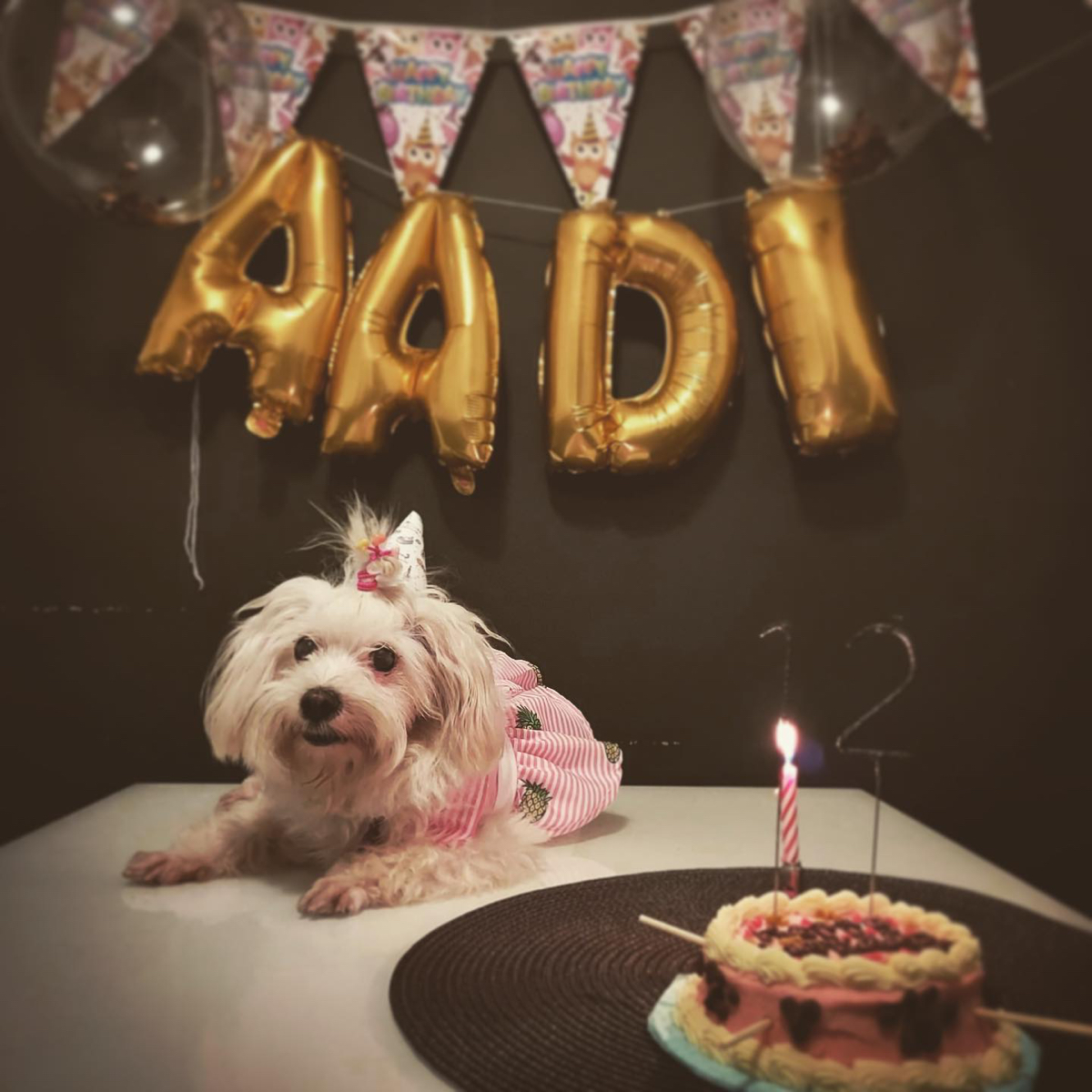 Aadi, Rhythm and Reef resident pup