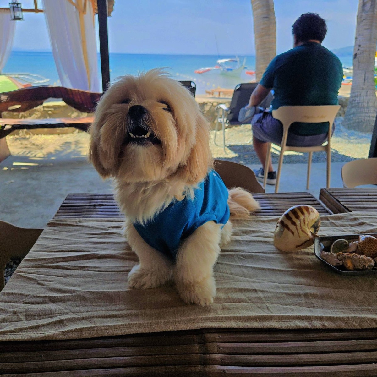 Bini, Rhythm and Reef resident pup