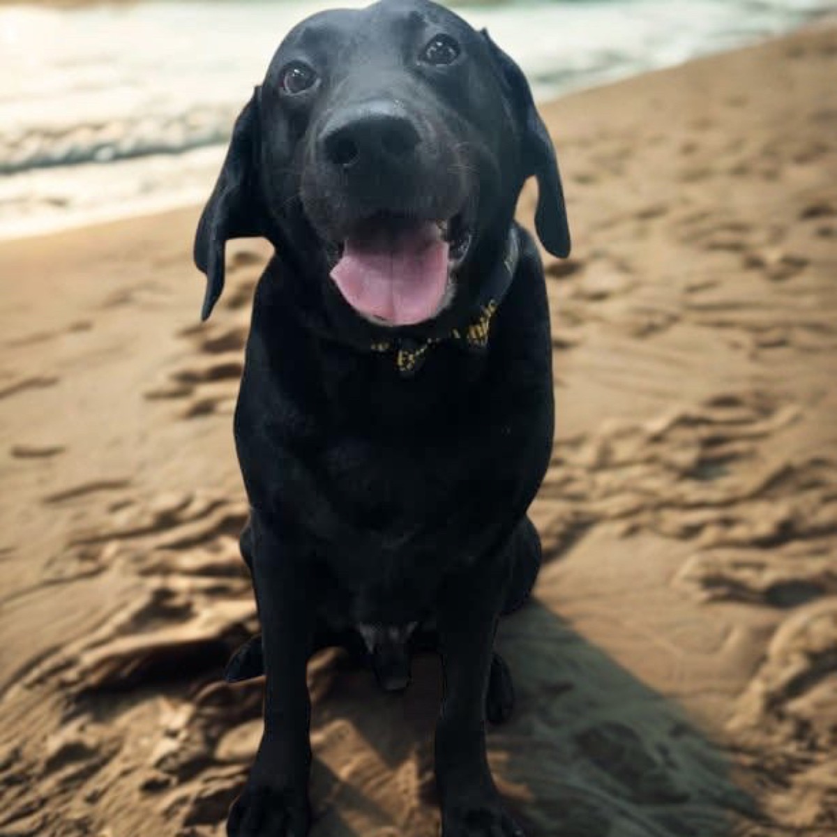 Max, Rhythm and Reef resident pup