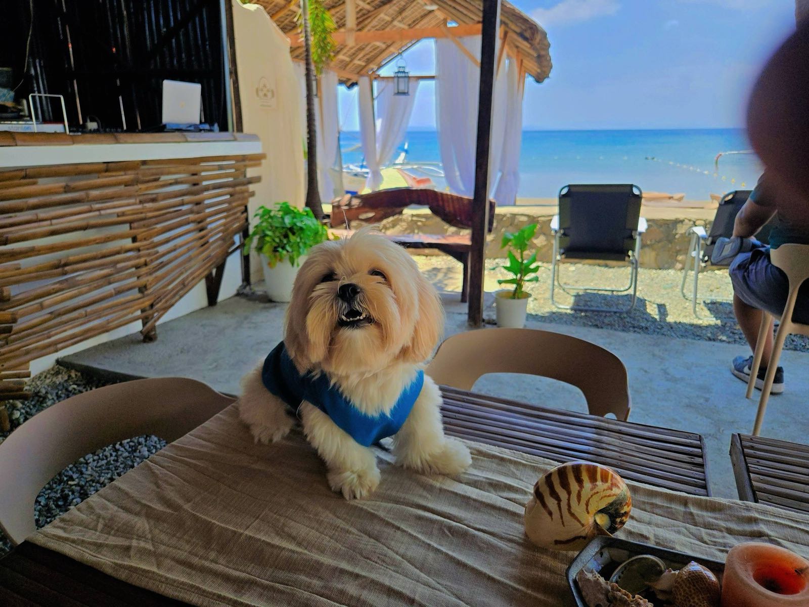 Small white dog in a blue vest sitting on a beachside terrace table with the ocean beyond